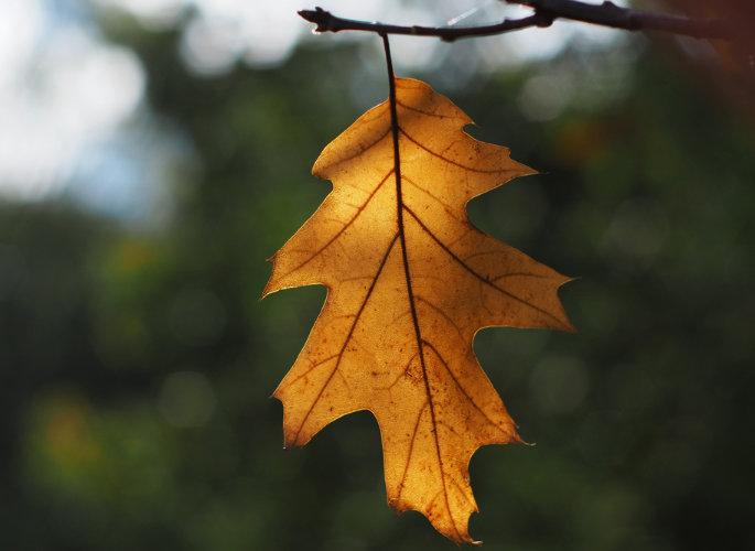 How to Prepare Your Log Cabin for Autumn